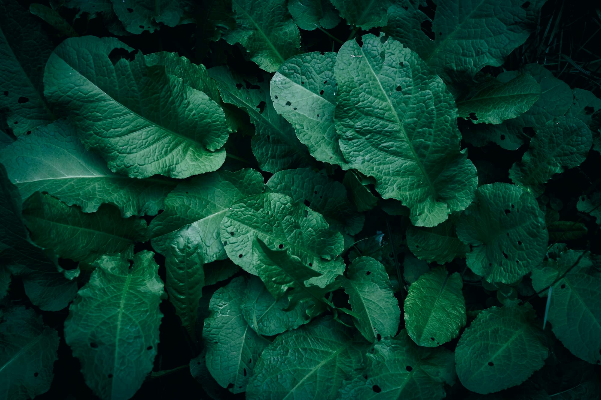Fresh green herbs and leafy vegetables on a dark background