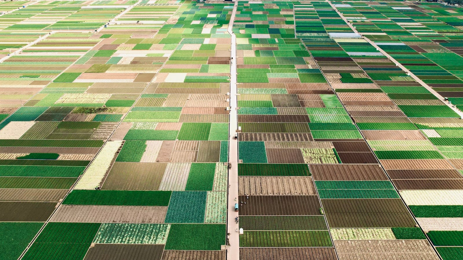 Rows of vegetables growing in a field