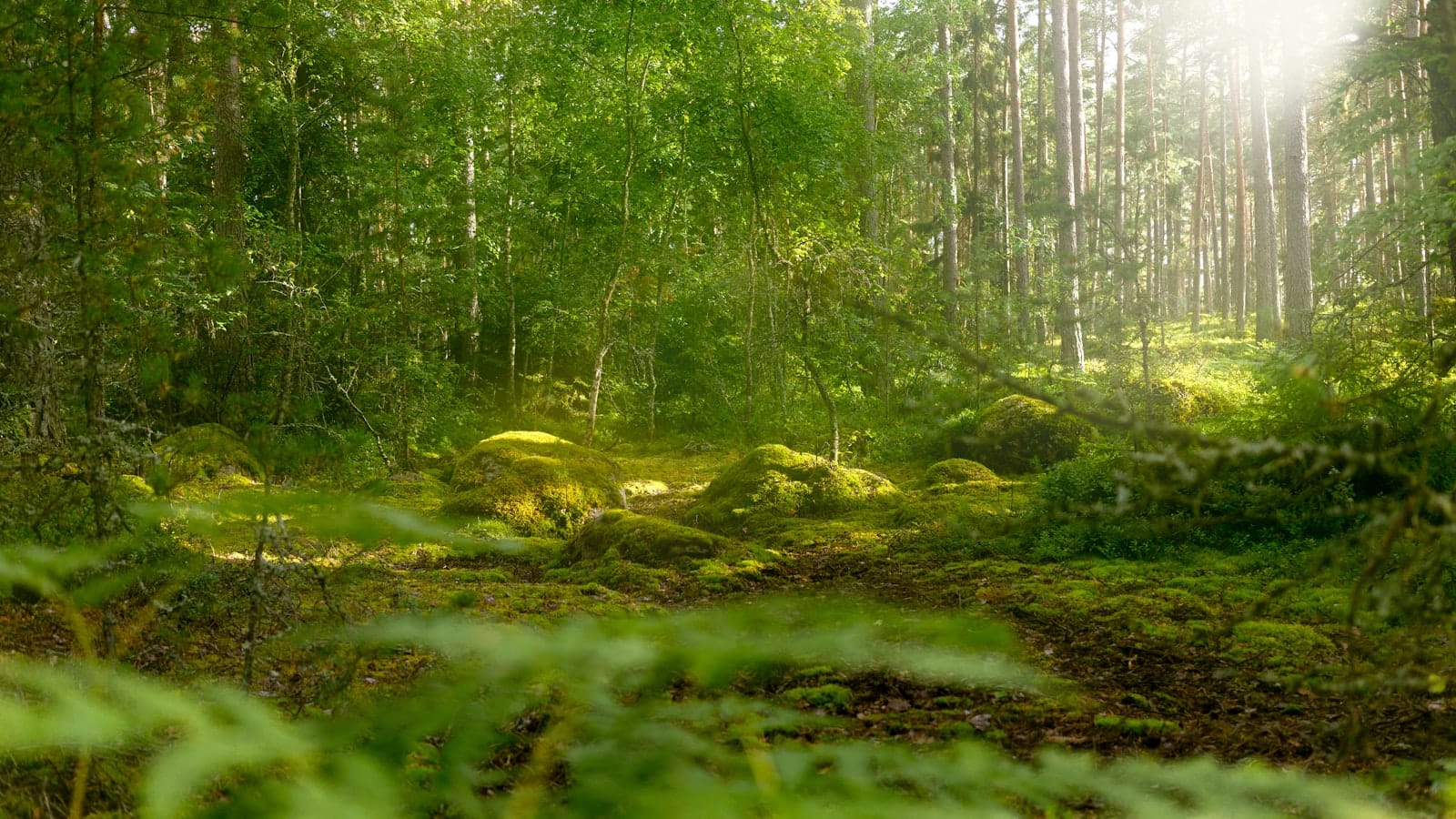 A green forest, representing land and habitat