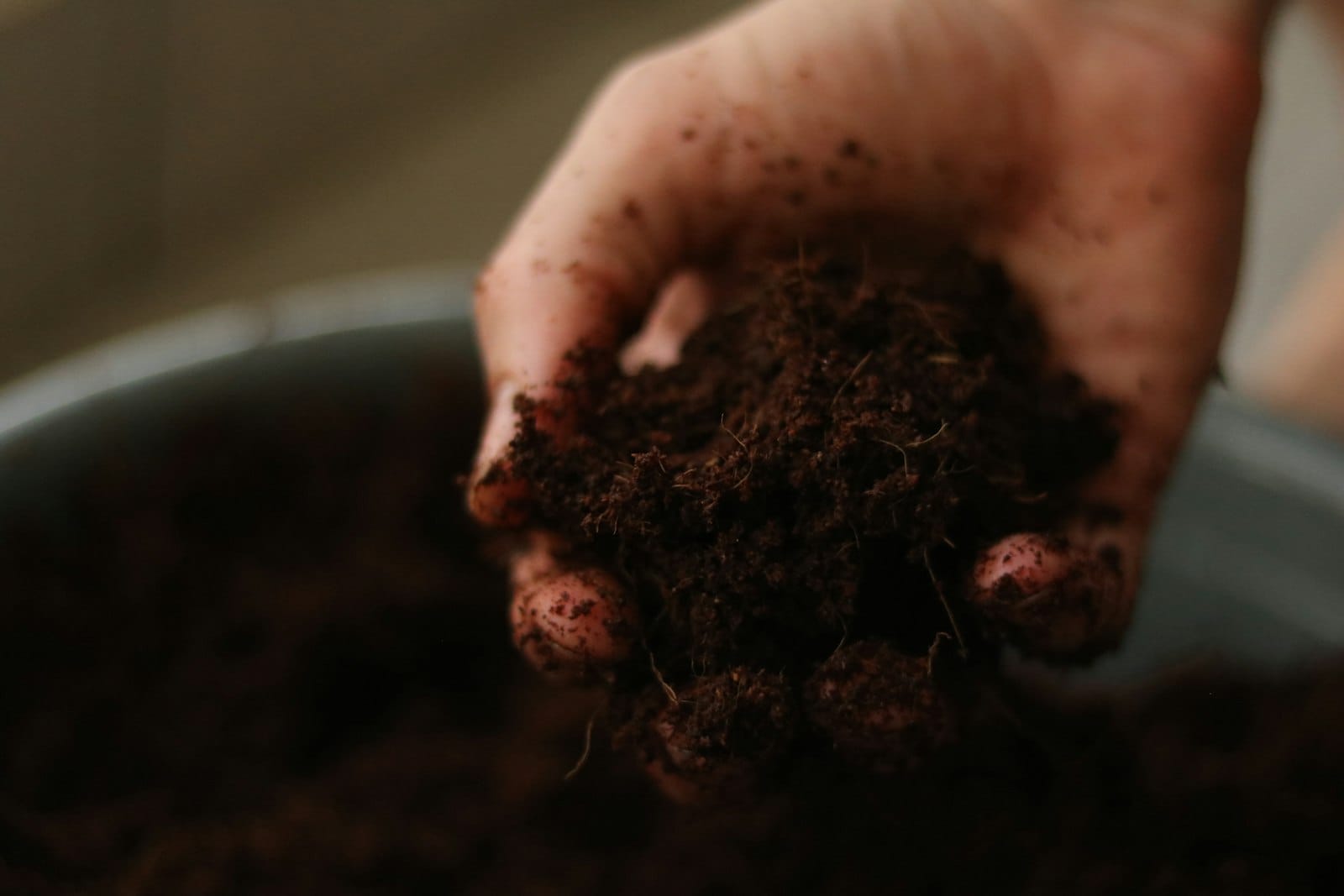 Hands holding a young seedling in soil