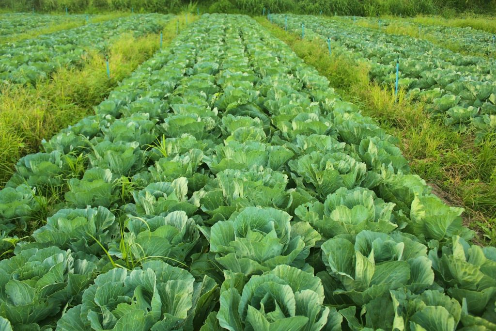 Fresh, colourful vegetables representing sustainable plant-based eating