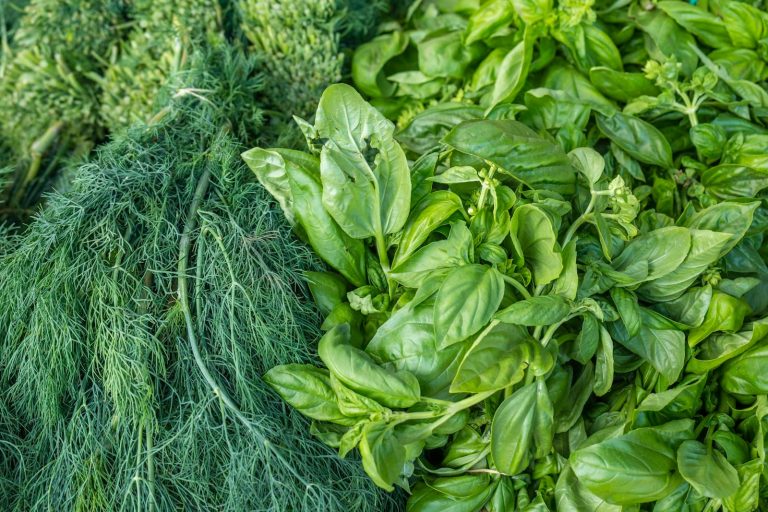 Vegan Calcium: Sources & How Much You Need