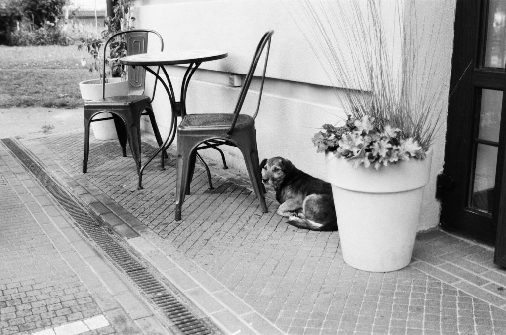 A dog sitting outside a cafe