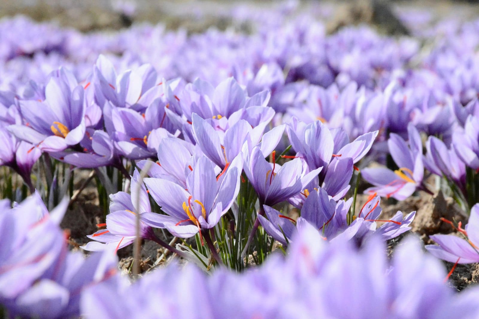 A purple crocus flower